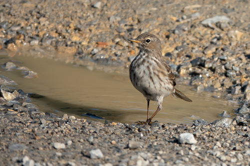 Anthus spinoletta