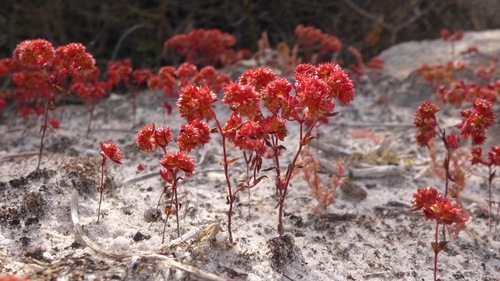 Crassula glomerata P.J.Bergius
