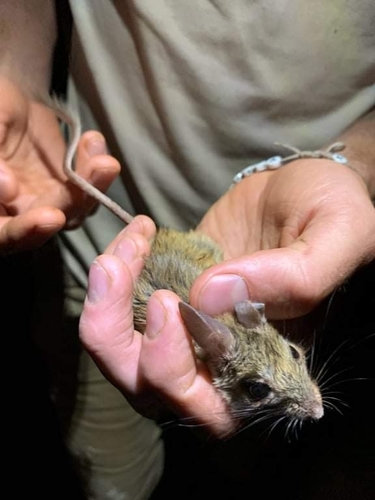 Spinifex Hopping Mouse