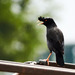 Crested Myna - Photo (c) HK Wong, all rights reserved, uploaded by HK Wong