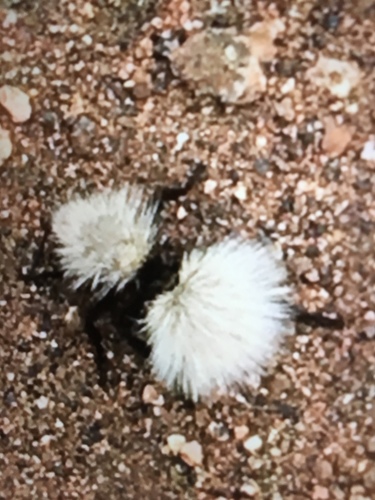 Sacken's Velvet Ant
