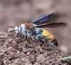 Radumeris radula - Photo (c) Brad Pyne, all rights reserved, uploaded by Brad Pyne