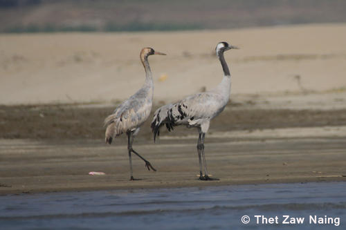 Common Crane (Birds of Myanmar (Burma)) · iNaturalist