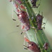 Sow-thistle Aphid - Photo (c) Amanda Johnston, all rights reserved, uploaded by Amanda Johnston