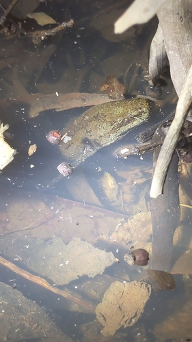 Macleay's Water Snake sighting