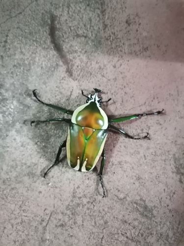 Giant Emerald Fruit Chafer