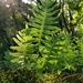 Southern Polypody - Photo (c) Francisco de Sousa, all rights reserved, uploaded by Francisco de Sousa