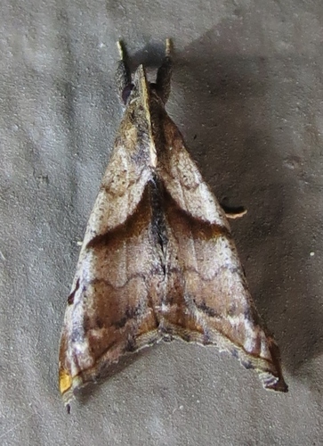 Dark-spotted Palthis Moth