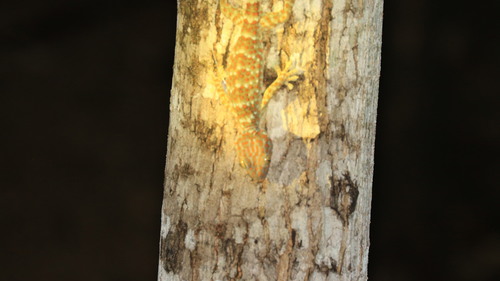 Tokay Gecko