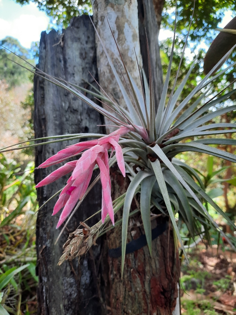 チランジア　チャぺウエンシス　Tillandsia chapeuensis hq720.jpg?sqp=-