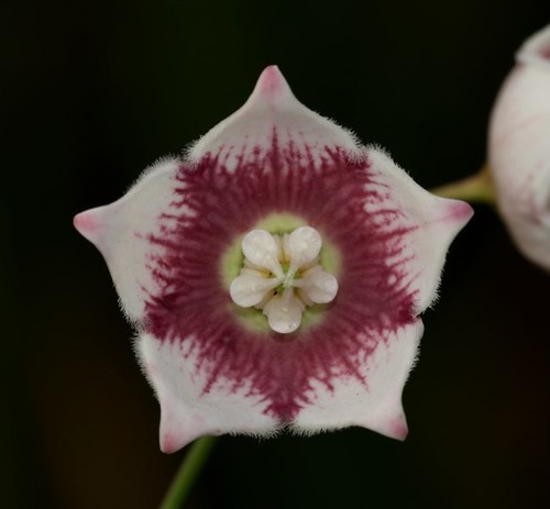 Rosy Milkweed Vine