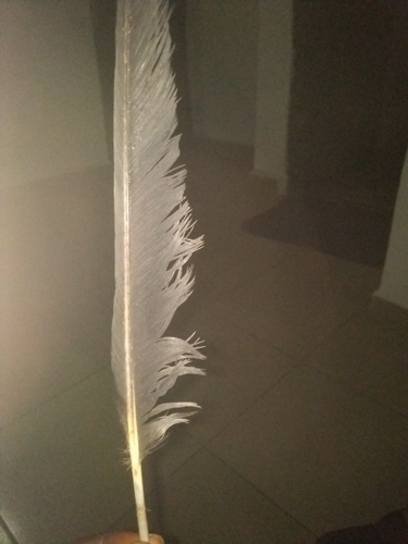 Indian Peafowl