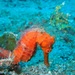 Observation photo