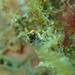Observation photo