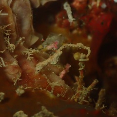 Kyonemichthys rumengani
