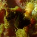 Observation photo