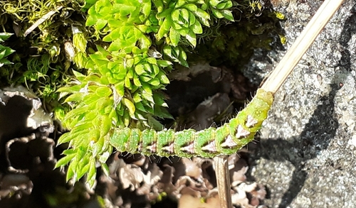 Grey Mountain Carpet