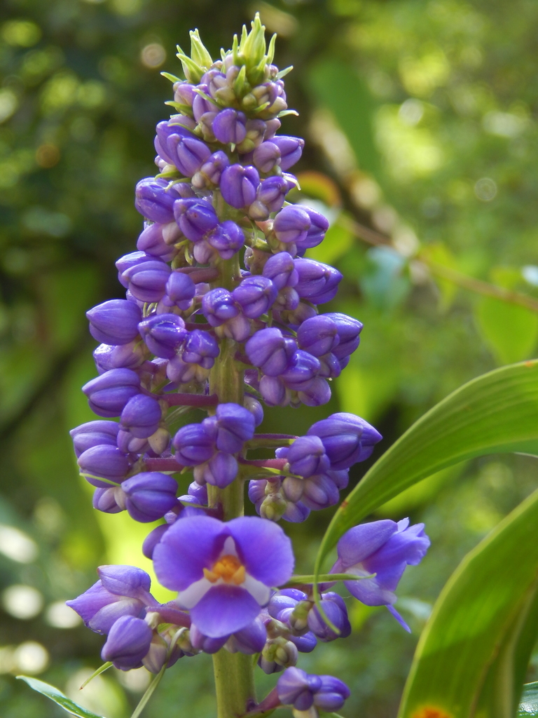 Blue ginger from Araras, Petrópolis - RJ, Brazil on December 2, 2021 at ...