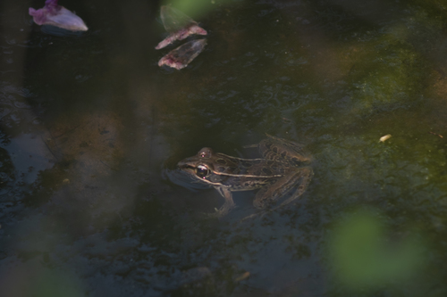 Forrer's Grass Frog (Lithobates forreri)