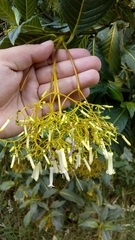 Palicourea lineariflora image