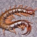 Scolopendra multidens - Photo (c) Fan Gao, all rights reserved