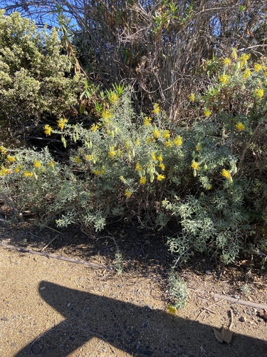 iNaturalist observation photo of Bladderpod
