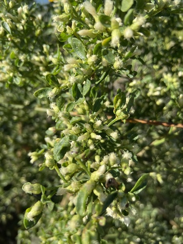 iNaturalist observation photo of coyote brush