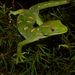 Northland Green Gecko - Photo (c) Timothy Harker, all rights reserved, uploaded by Timothy Harker