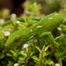 Marlborough Green Gecko - Photo (c) Timothy Harker, all rights reserved, uploaded by Timothy Harker