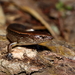 Copper Skink - Photo (c) Timothy Harker, all rights reserved, uploaded by Timothy Harker