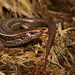 Crenulate Skink - Photo (c) Timothy Harker, all rights reserved, uploaded by Timothy Harker