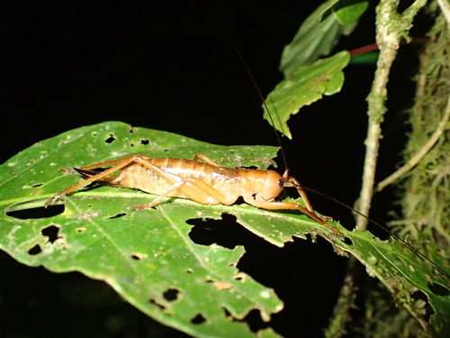 Melanonotus powellorum Rentz, 1975