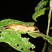 Melanonotus powellorum - Photo (c) Tanner Frank, todos os direitos reservados, uploaded by Tanner Frank