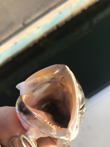 Shortfin Corvina
