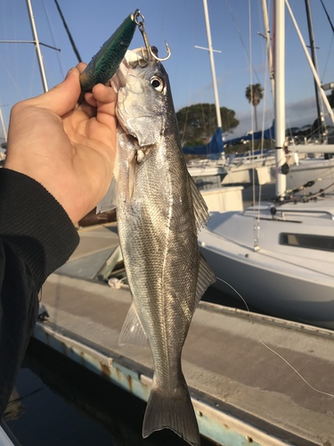 Shortfin Corvina