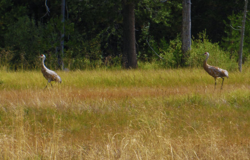 iNaturalist observation photo of Sandhill Crane