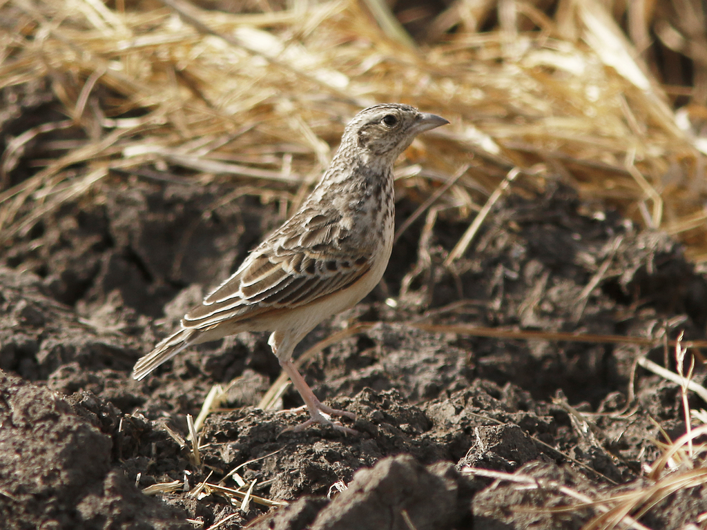 White-tailed Lark photo