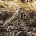 White-tailed Lark - Photo (c) David Beadle, all rights reserved, uploaded by David Beadle