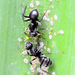 Camponotus crassus - Photo (c) Rodrigo Paiva Lazaro, kaikki oikeudet pidätetään, uploaded by Rodrigo Paiva Lazaro