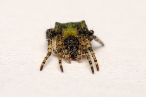 Humped orbweb spider