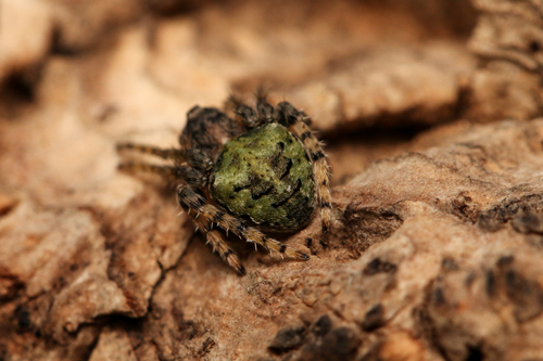 Humped orbweb spider