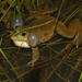 Marsh Frog Complex - Photo (c) Karim Chouchane, all rights reserved
