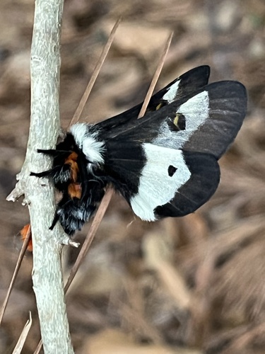Maia moth
