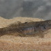 Mugilogobius platynotus - Photo (c) john lenagan, todos los derechos reservados, subido por john lenagan