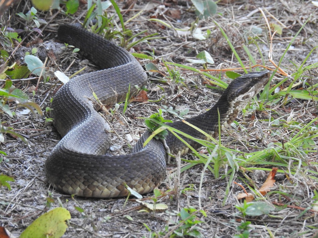 Northern Cottonmouth From 1400 Fort Pickens Rd, Pensacola Beach, Fl 