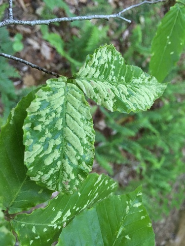 beech erineum mite