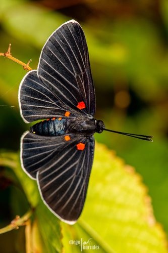 White-tipped Metalmark