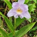 Sobralia warszewiczii - Photo (c) James Frost III, todos los derechos reservados, subido por James Frost III