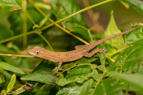 Clouded Anole