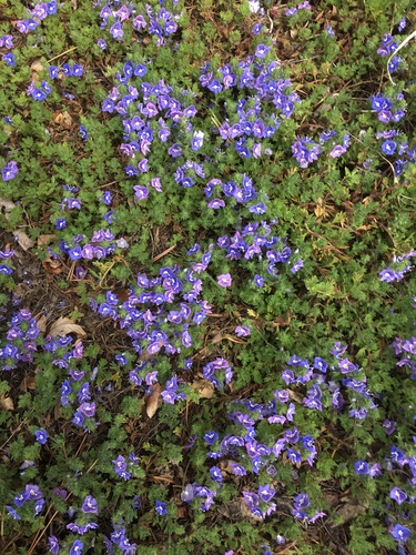 thyme leaf speedwell (Veronica oltensis)